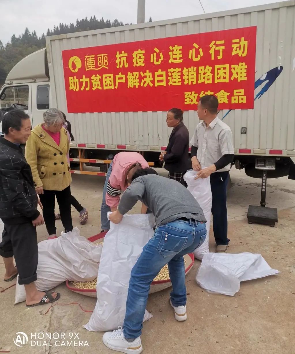 保價收購貧困戶白蓮3